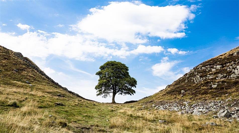 Sycamore Gap tree